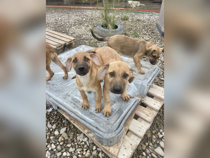Snoop – kleiner Sonnenschein auf der Suche nach seinem Platz