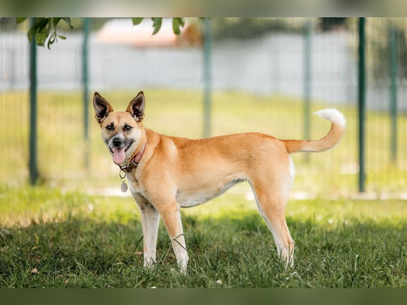 Kleine Rakete Dasha sucht ihre Menschen