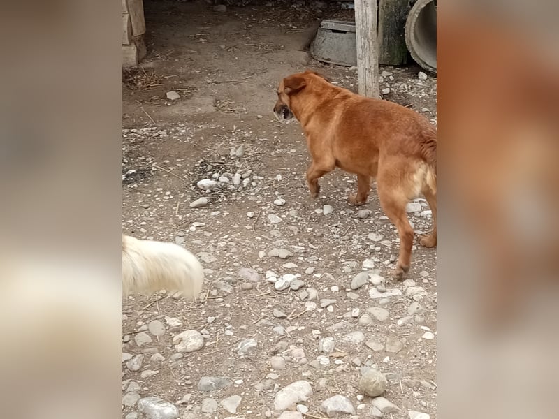 Lara wartet auf ihr Forever Home