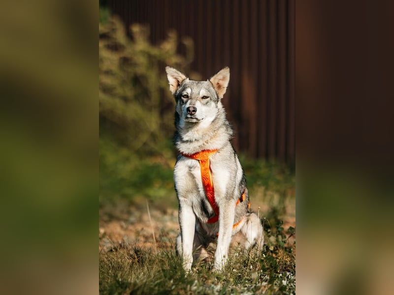 Schüchterne Beja sucht liebevolles Zuhause