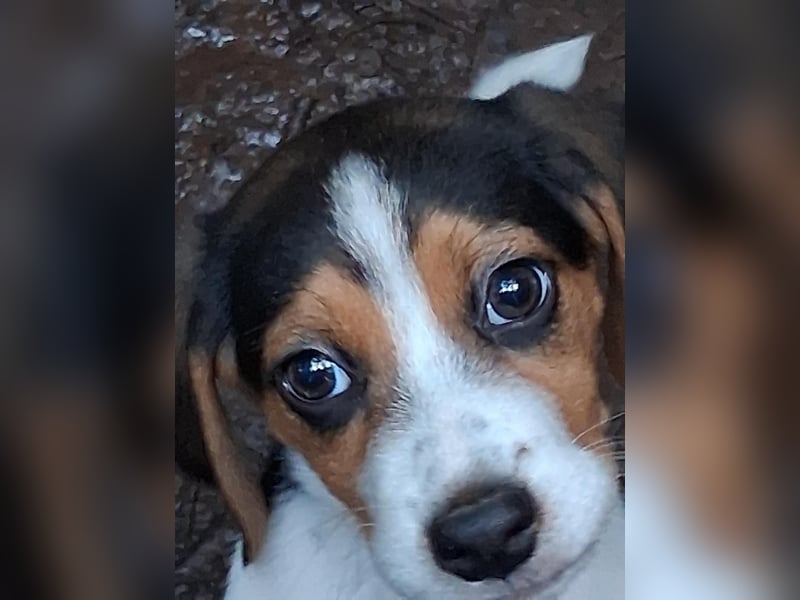 Welpen sucht liebevolle für immer Familie 