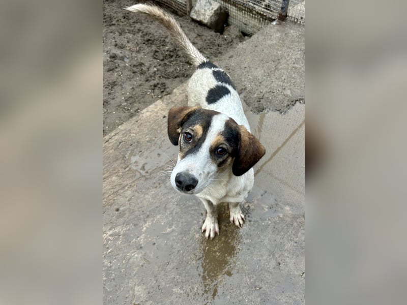 Kleiner Jampa sucht sein Happy End