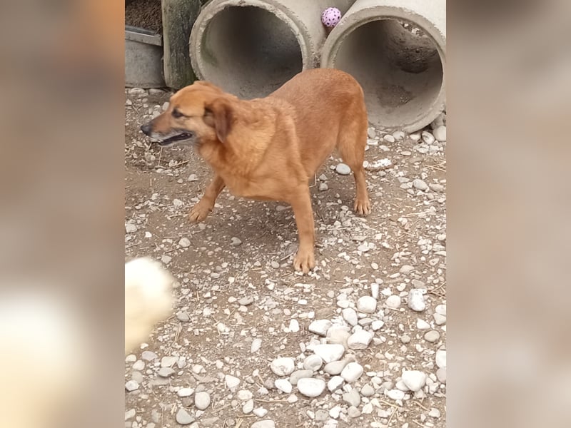 Lara wartet auf ihr Forever Home