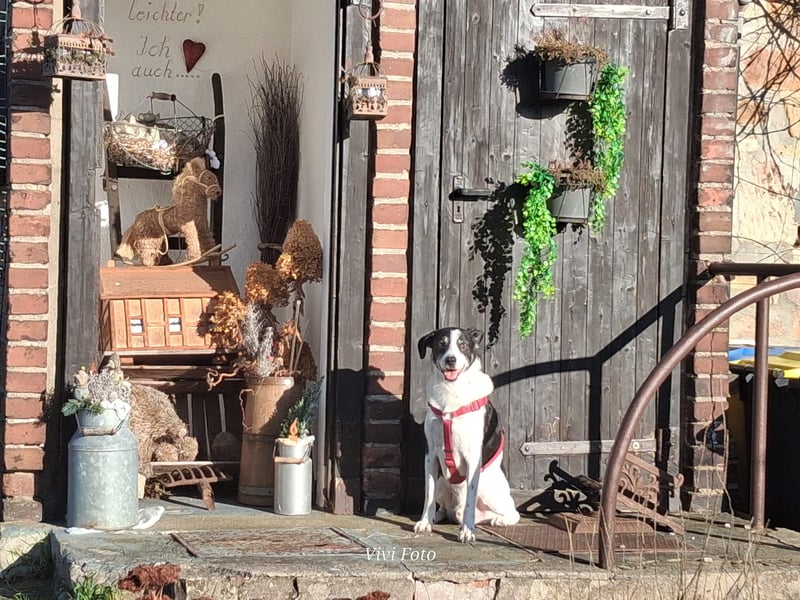 Gustav sucht sein Für-immer-Zuhause 