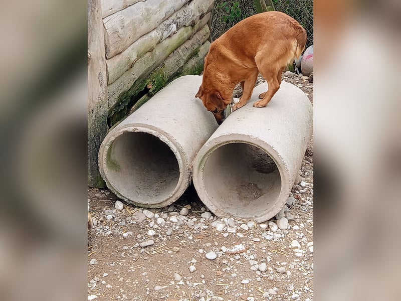 Lara wartet auf ihr Forever Home