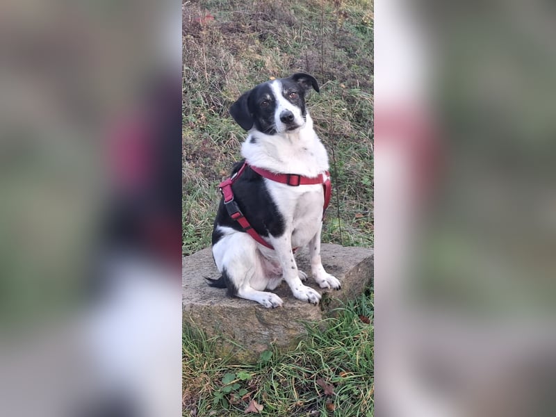 Gustav sucht sein Für-immer-Zuhause 