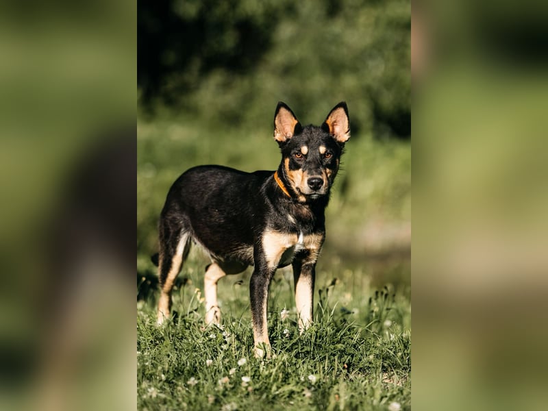 Fröhlicher Czar sucht seine Familie