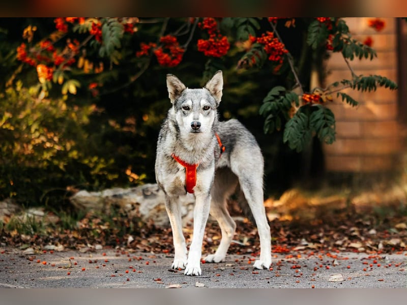 Schüchterne Beja sucht liebevolles Zuhause