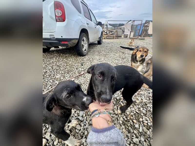 Zuckersüße Cora sucht ihre Menschen