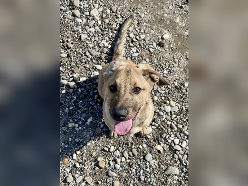 Snoop – kleiner Sonnenschein auf der Suche nach seinem Platz