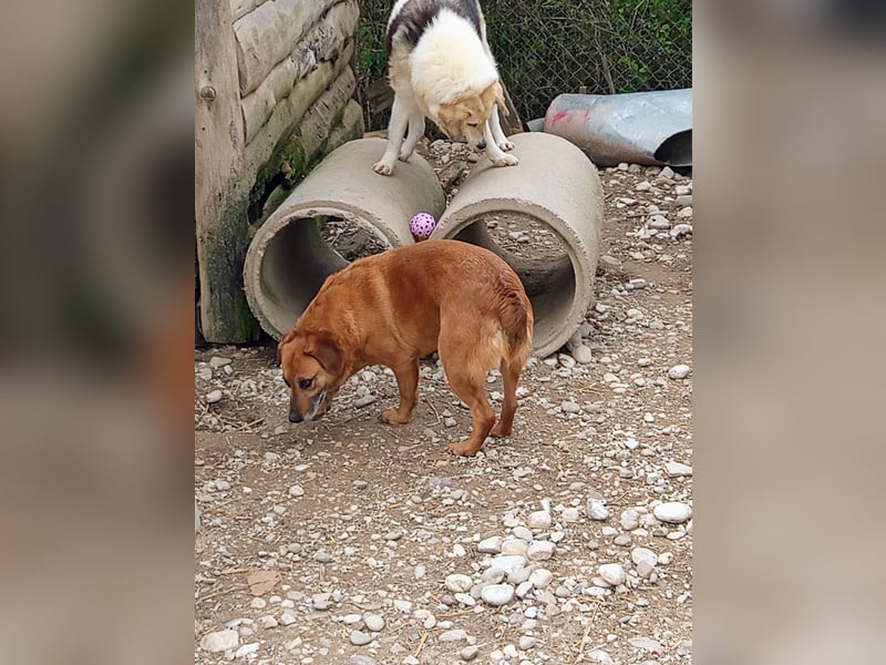 Lara wartet auf ihr Forever Home