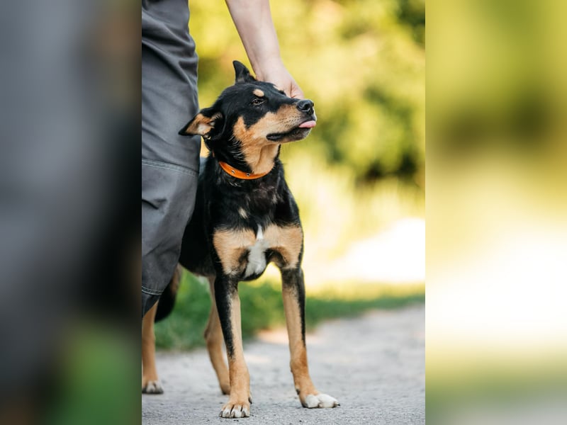 Fröhlicher Czar sucht seine Familie