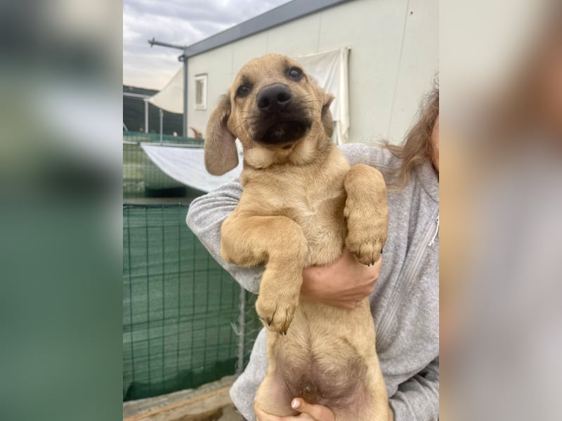 Snoop – kleiner Sonnenschein auf der Suche nach seinem Platz