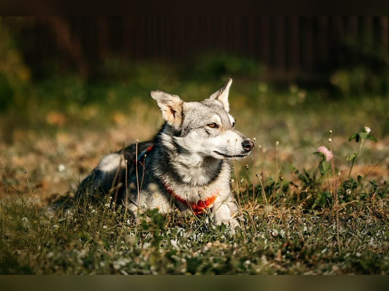 Schüchterne Beja sucht liebevolles Zuhause