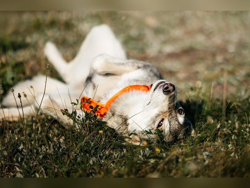 Schüchterne Beja sucht liebevolles Zuhause