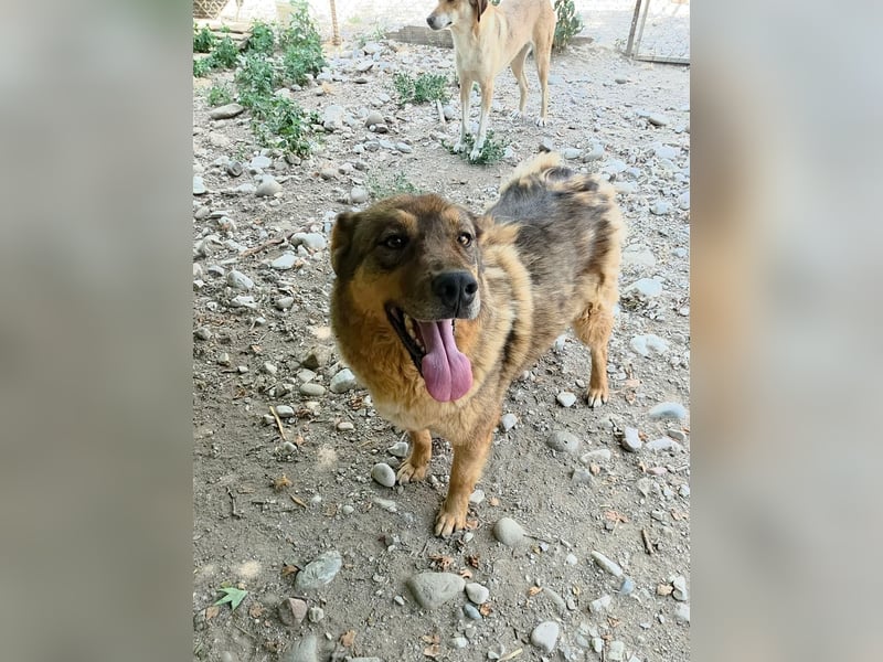 Themida sucht ihre Herzmenschen!