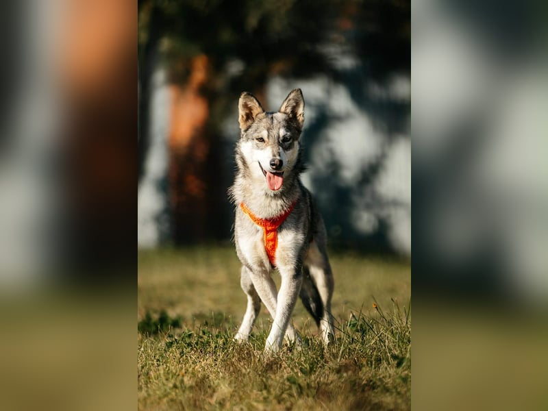 Schüchterne Beja sucht liebevolles Zuhause