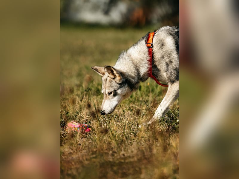 Schüchterne Beja sucht liebevolles Zuhause