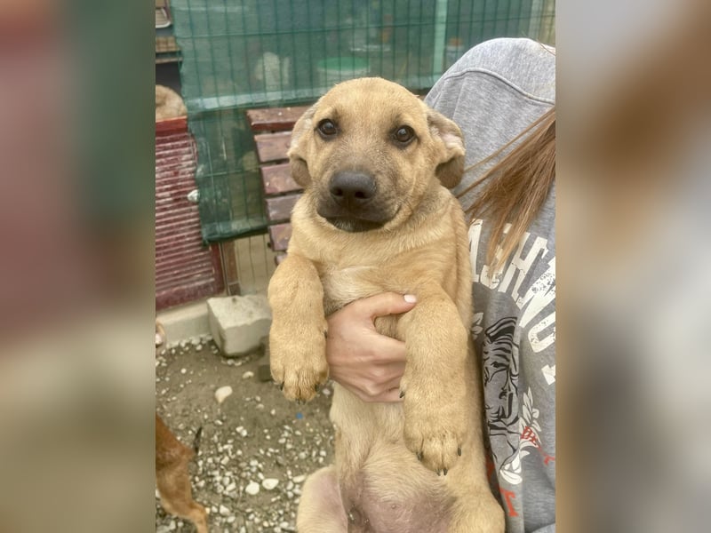 Snoop – kleiner Sonnenschein auf der Suche nach seinem Platz