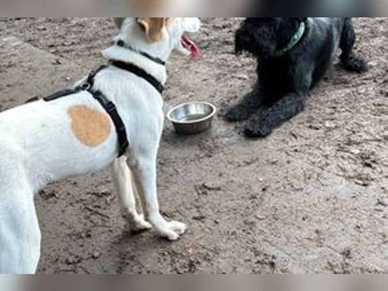 Pongo braucht Verlässlichkeit❗