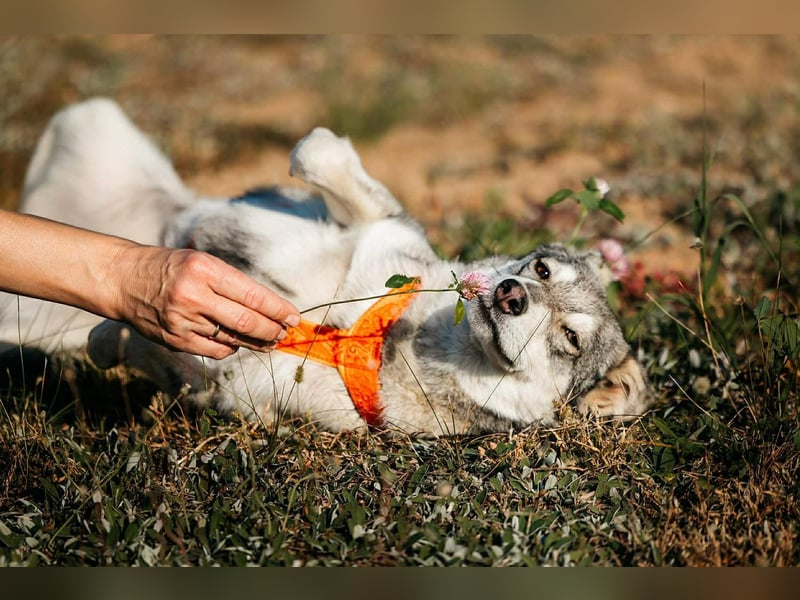 Schüchterne Beja sucht liebevolles Zuhause