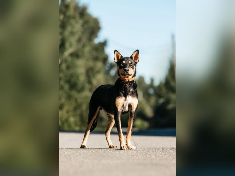 Fröhlicher Czar sucht seine Familie