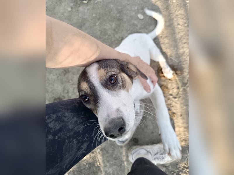 Kleiner Jampa sucht sein Happy End
