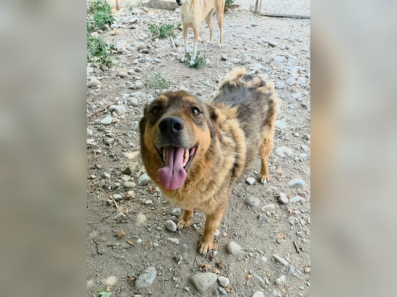 Themida sucht ihre Herzmenschen!