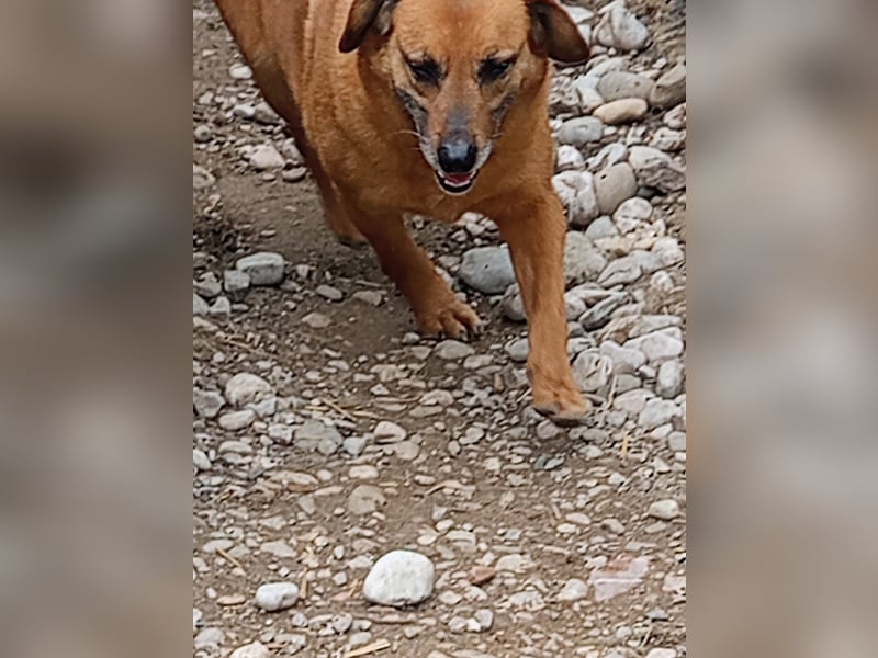 Lara wartet auf ihr Forever Home