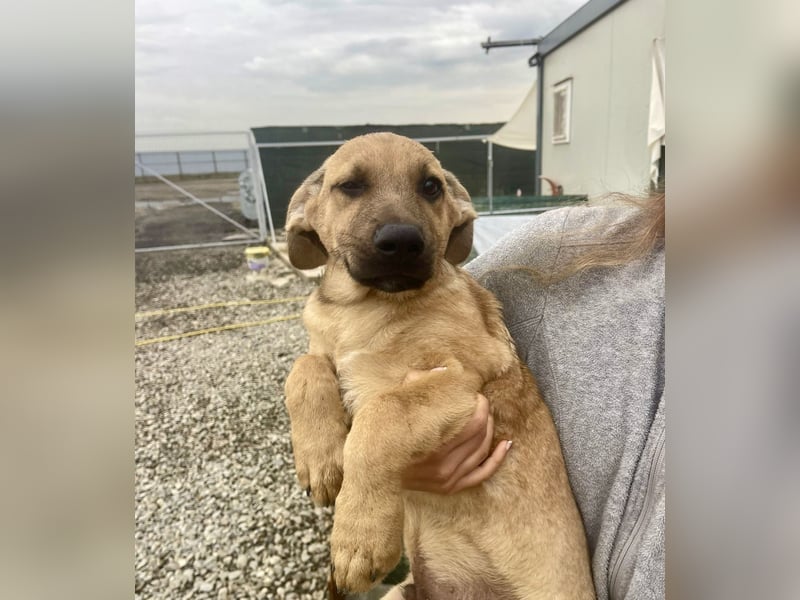 Snoop – kleiner Sonnenschein auf der Suche nach seinem Platz