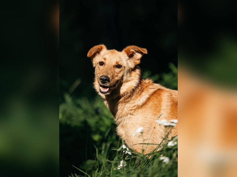 Wunderbare Dina sucht ihre Familie