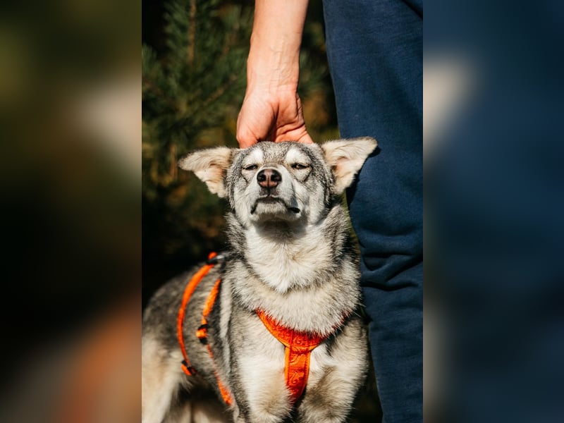 Schüchterne Beja sucht liebevolles Zuhause