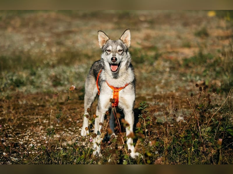 Schüchterne Beja sucht liebevolles Zuhause