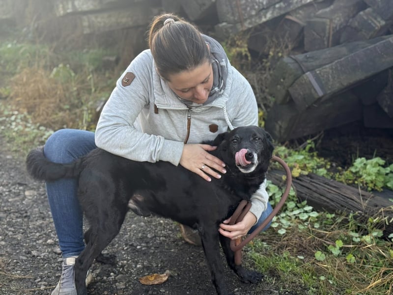 Traumhaft toller Gonza auf der Suche nach seinen Menschen - Zuhause oder Pflegestelle zum 06.12.2025