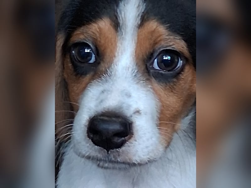 Welpen sucht liebevolle für immer Familie 