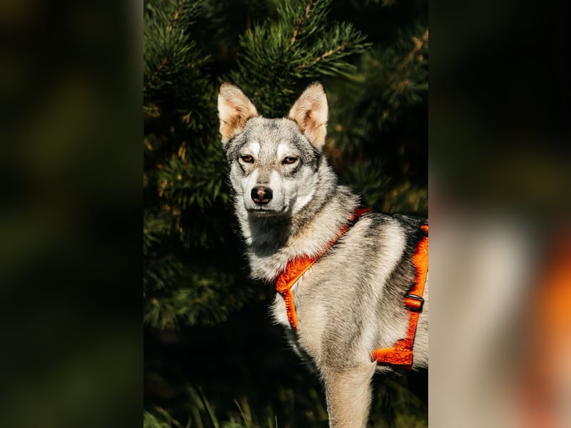 Schüchterne Beja sucht liebevolles Zuhause