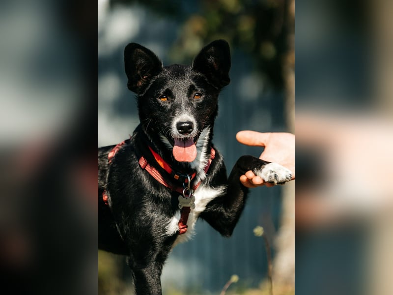 Sanfte Lucy sucht ihre Menschen