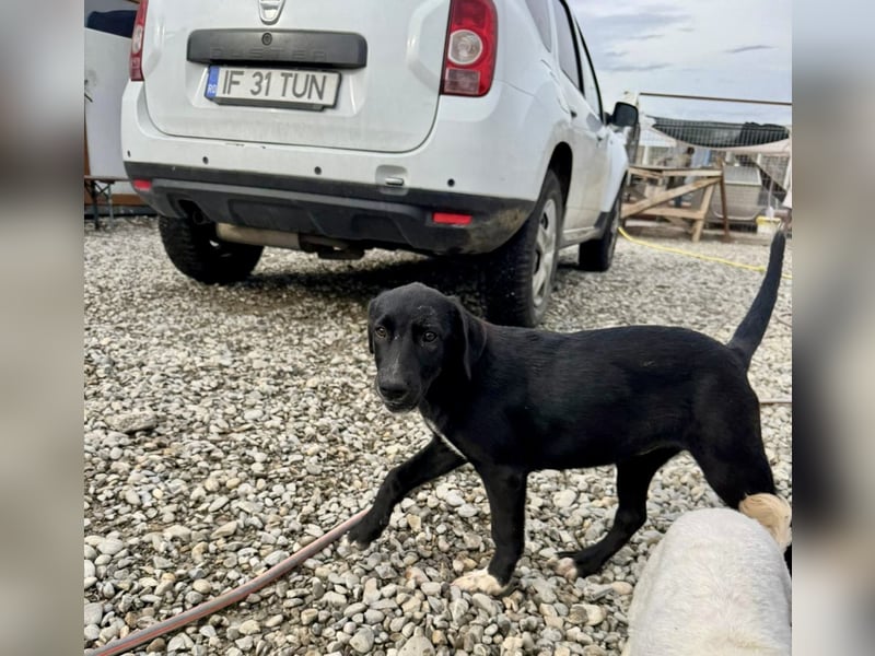 Zuckersüße Cora sucht ihre Menschen