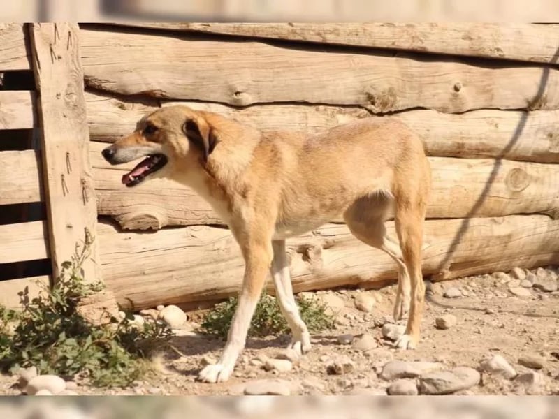 Elvis auf der Suche nach seinem Glück**Pflegestelle und Endstelle**