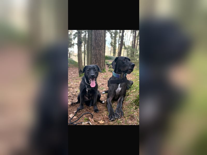 Verschmuster Rüde Barni