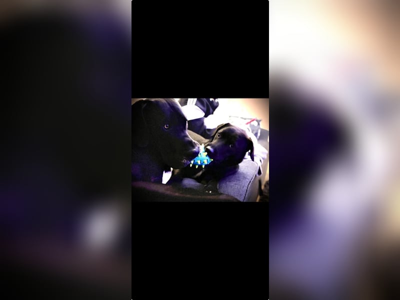 Verschmuster Rüde Barni