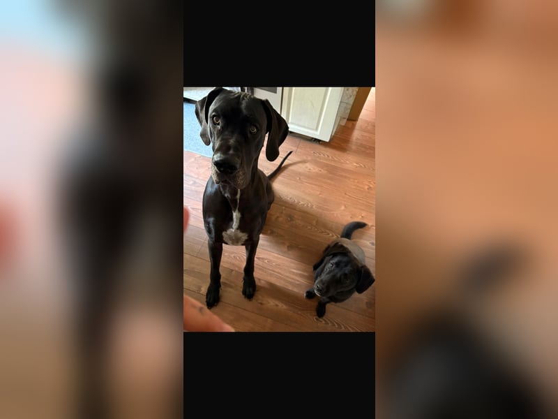 Verschmuster Rüde Barni