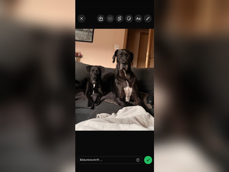 Verschmuster Rüde Barni