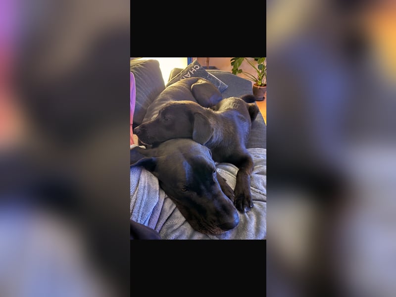 Verschmuster Rüde Barni