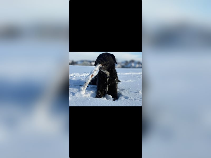 Verschmuster Rüde Barni