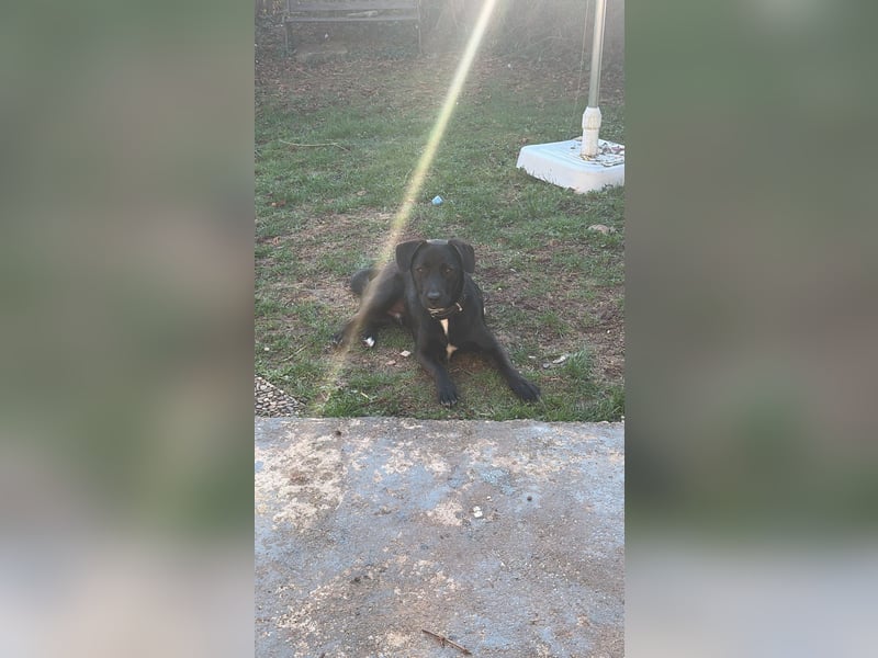 Verschmuster Rüde Barni