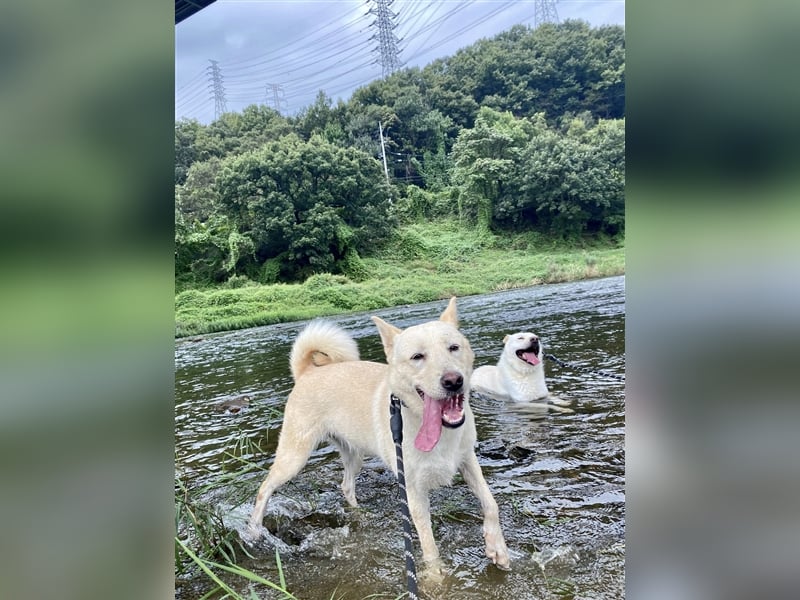 Saphire,eine 7 Jahre alte Hundedame die auch mal eigen ist,sucht ein schönes Zuhause