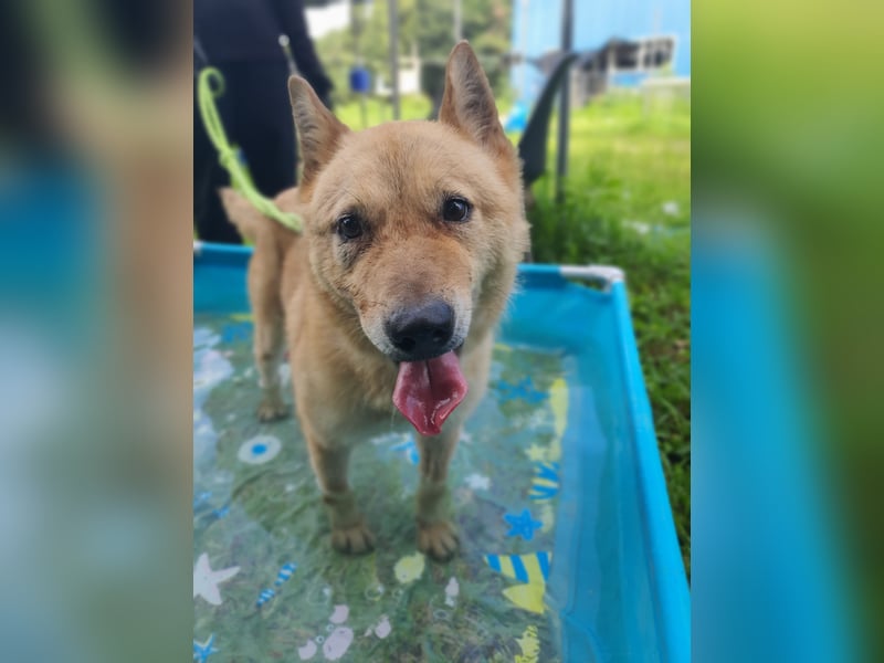 Bud, sanfter Gentleman