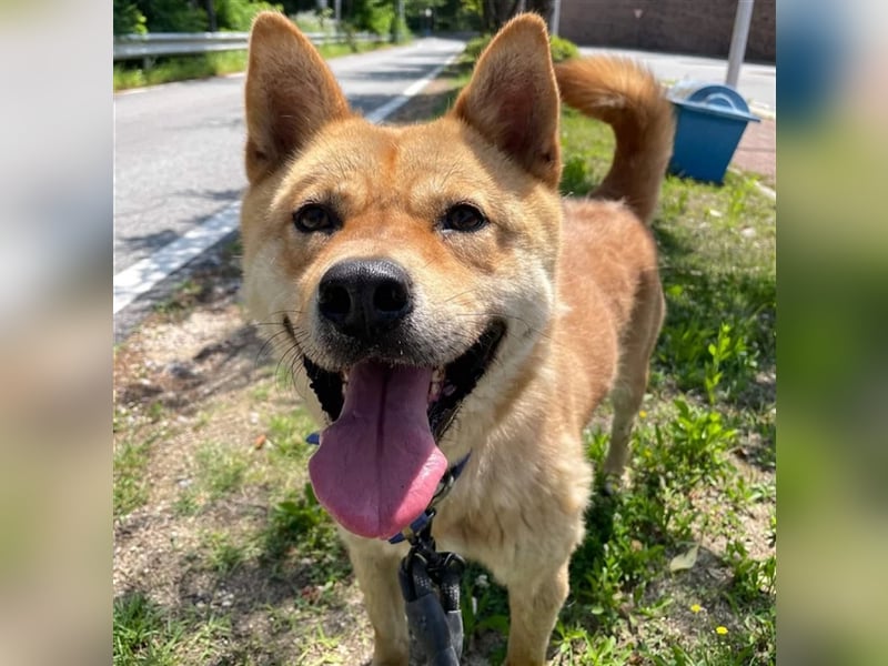 Jensik ein verspielter Jindo Mix-Rüde,5 Jahre, aktive Traumfamilie gesucht