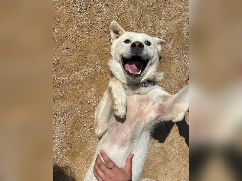 Chapsal, treuer Beschützer mit großem Herzen